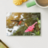 hummingbird