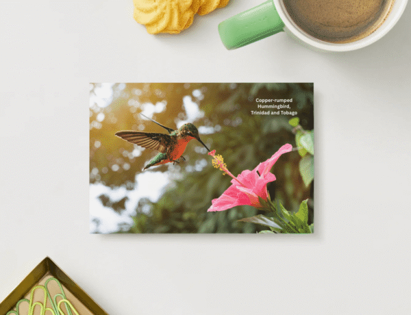 hummingbird
