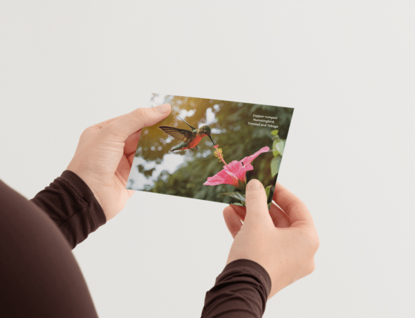 hummingbird-mockup-2
