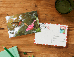 hummingbird-mockup hummingbird-mockup