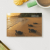 leatherback-turtle leatherback-turtle