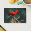 scarlet-ibis