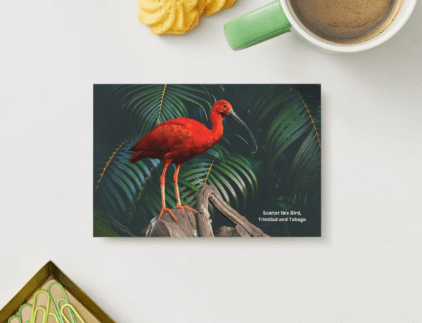 scarlet-ibis