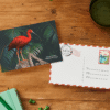 scarlet-ibis-mockup