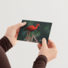 scarlet-ibis-mockup-2