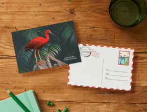 scarlet-ibis-mockup scarlet-ibis-mockup