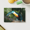 toucan