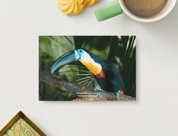toucan