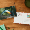 toucan-mockup