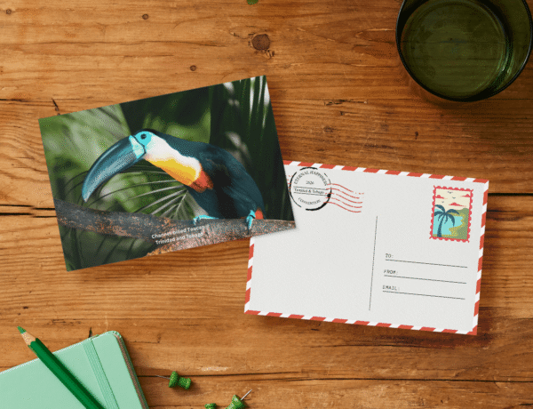 toucan-mockup